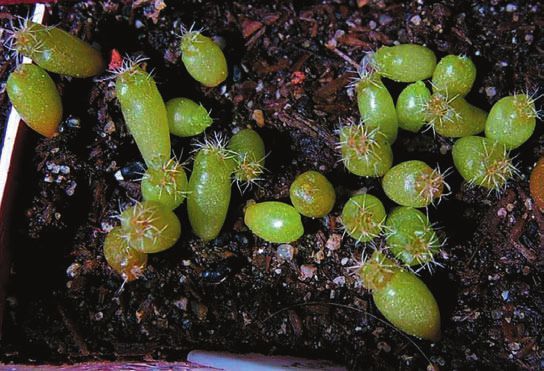 Мария Згурская - Кактусы