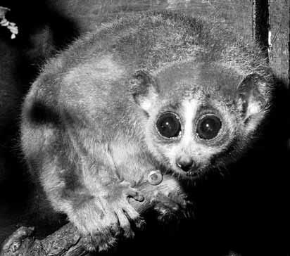 Дмитрий Бердышев - Самые необычные животные