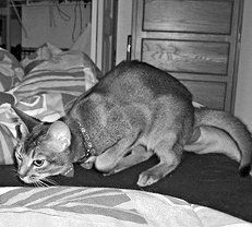 Екатерина Константинова - Домашние кошки