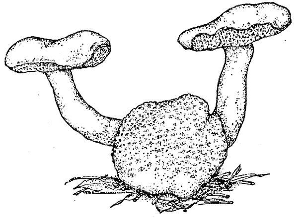 Юлия Касаткина - Я познаю мир. Ботаника