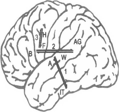 Вилейанур Рамачандран - Мозг рассказывает. Что делает нас людьми