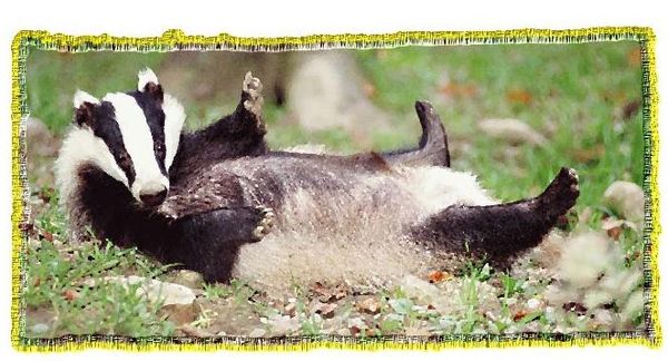 Дина Бакулина - Зачем живут патиссоны?