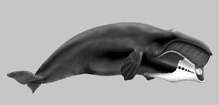 Викентий Преображенский - Удивительная океанология