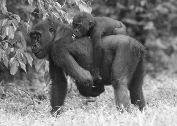 Дмитрий Бердышев - Самые необычные животные