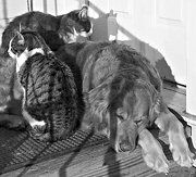 Екатерина Константинова - Домашние кошки