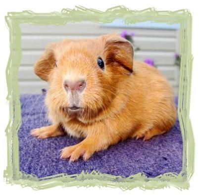 Дина Бакулина - Зачем живут патиссоны?