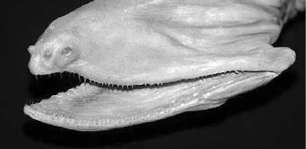 Викентий Преображенский - Удивительная океанология