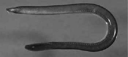 Викентий Преображенский - Удивительная океанология