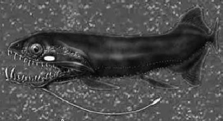 Викентий Преображенский - Удивительная океанология