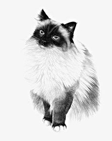 Екатерина Константинова - Домашние кошки