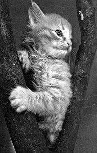 Екатерина Константинова - Домашние кошки