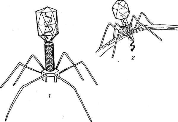 Юлия Касаткина - Я познаю мир. Ботаника
