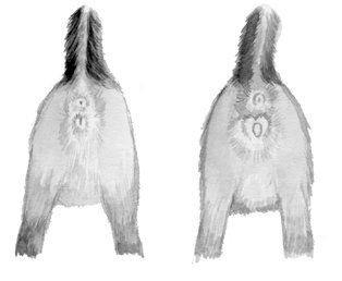 Екатерина Константинова - Домашние кошки
