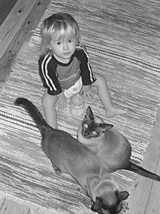 Екатерина Константинова - Домашние кошки