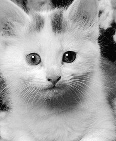 Екатерина Константинова - Домашние кошки