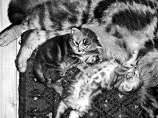 Екатерина Константинова - Домашние кошки