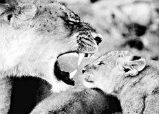 Екатерина Константинова - Домашние кошки