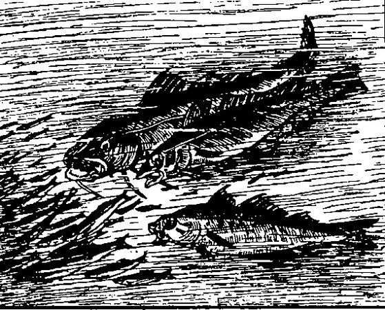 Борис Житков - Тундра и ее богатства