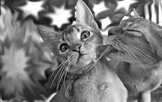 Домашние кошки