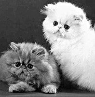 Екатерина Константинова - Домашние кошки