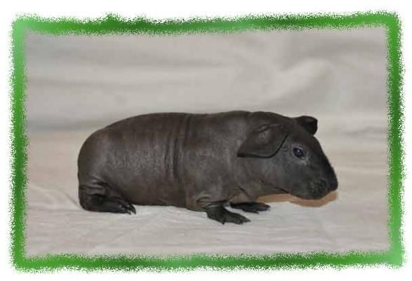 Дина Бакулина - Зачем живут патиссоны?