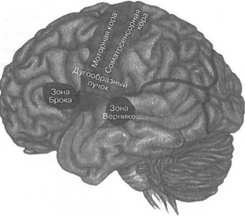Вилейанур Рамачандран - Мозг рассказывает. Что делает нас людьми