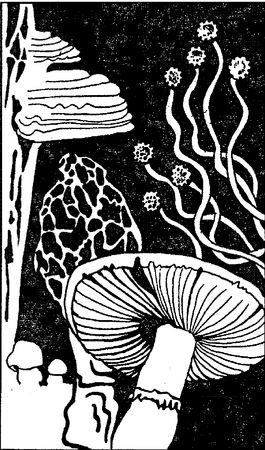 Юлия Касаткина - Я познаю мир. Ботаника