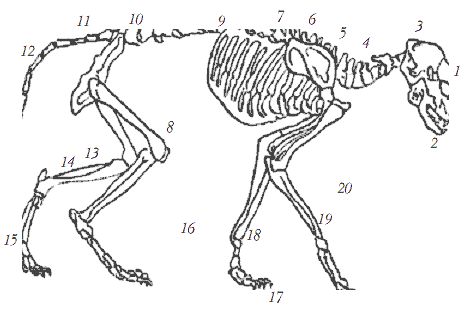 Екатерина Константинова - Домашние кошки
