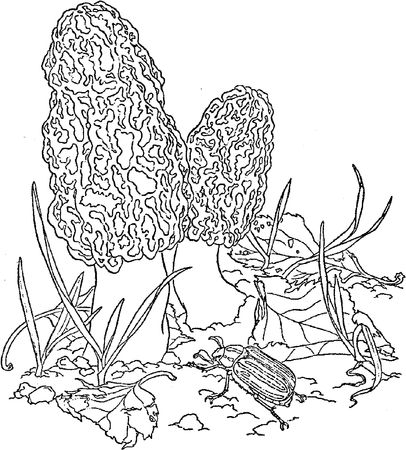 Юлия Касаткина - Я познаю мир. Ботаника