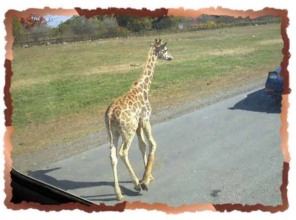 Дина Бакулина - Зачем живут патиссоны?