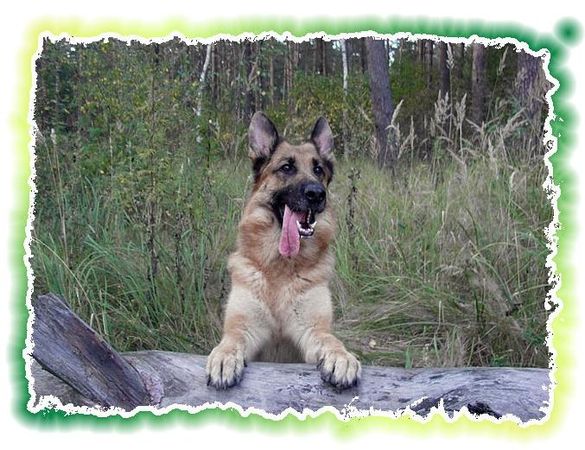 Дина Бакулина - Зачем живут патиссоны?