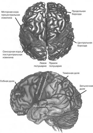Вилейанур Рамачандран - Мозг рассказывает. Что делает нас людьми