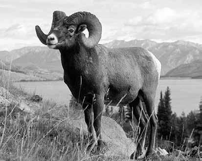 Дмитрий Бердышев - Самые необычные животные