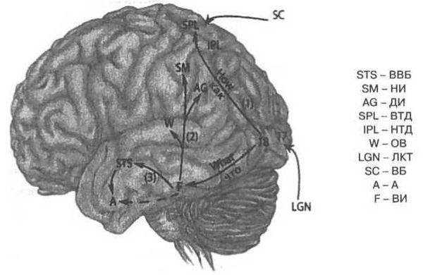 Вилейанур Рамачандран - Мозг рассказывает. Что делает нас людьми