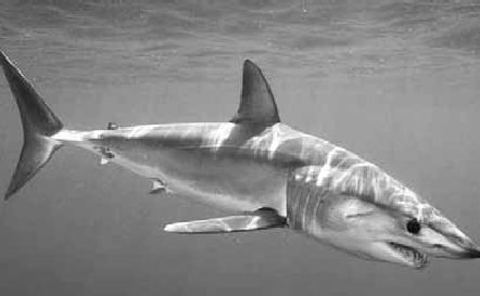 Викентий Преображенский - Удивительная океанология