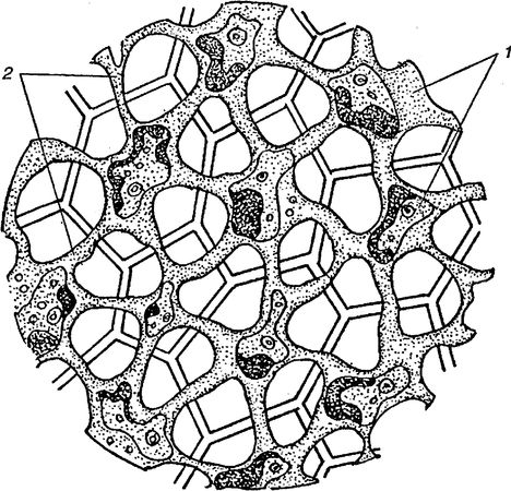 Юлия Касаткина - Я познаю мир. Ботаника