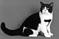 Екатерина Константинова - Домашние кошки