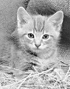 Екатерина Константинова - Домашние кошки