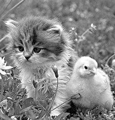 Екатерина Константинова - Домашние кошки