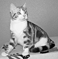 Екатерина Константинова - Домашние кошки