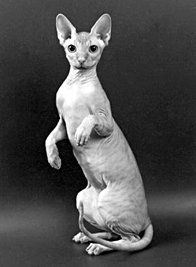 Екатерина Константинова - Домашние кошки