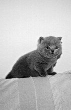 Екатерина Константинова - Домашние кошки