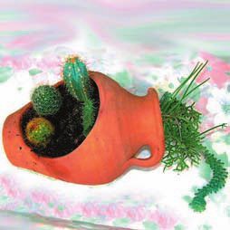 Мария Згурская - Кактусы