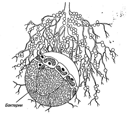 Юлия Касаткина - Я познаю мир. Ботаника