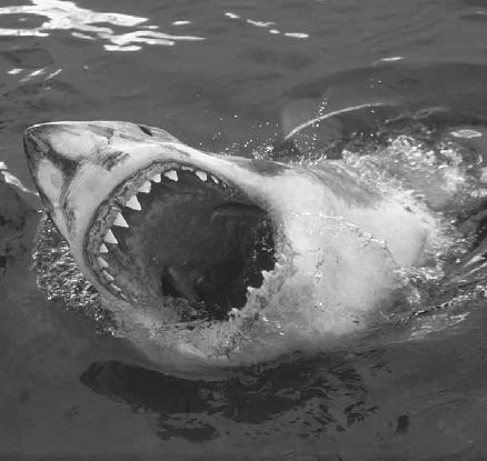 Викентий Преображенский - Удивительная океанология