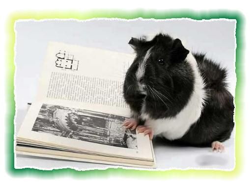 Дина Бакулина - Зачем живут патиссоны?