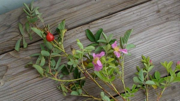 Игорь Денисенко - Ронин