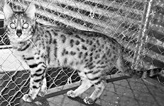 Домашние кошки