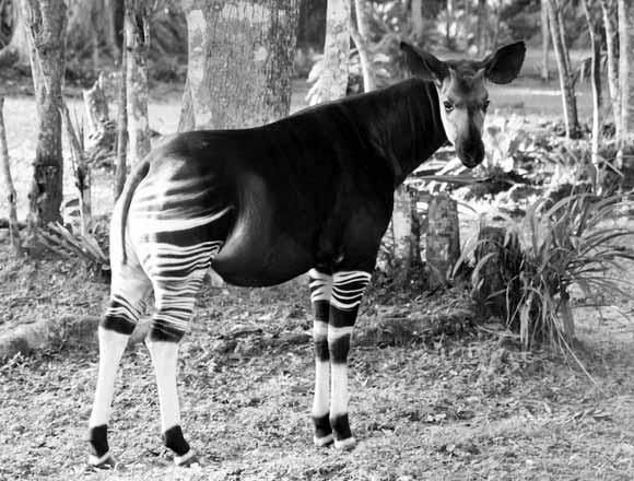 Дмитрий Бердышев - Самые необычные животные