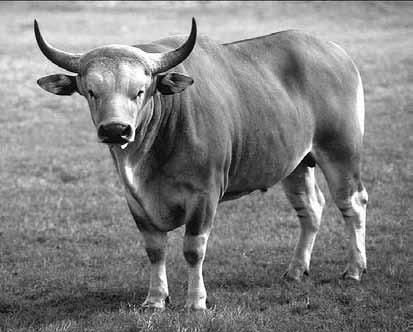 Дмитрий Бердышев - Самые необычные животные